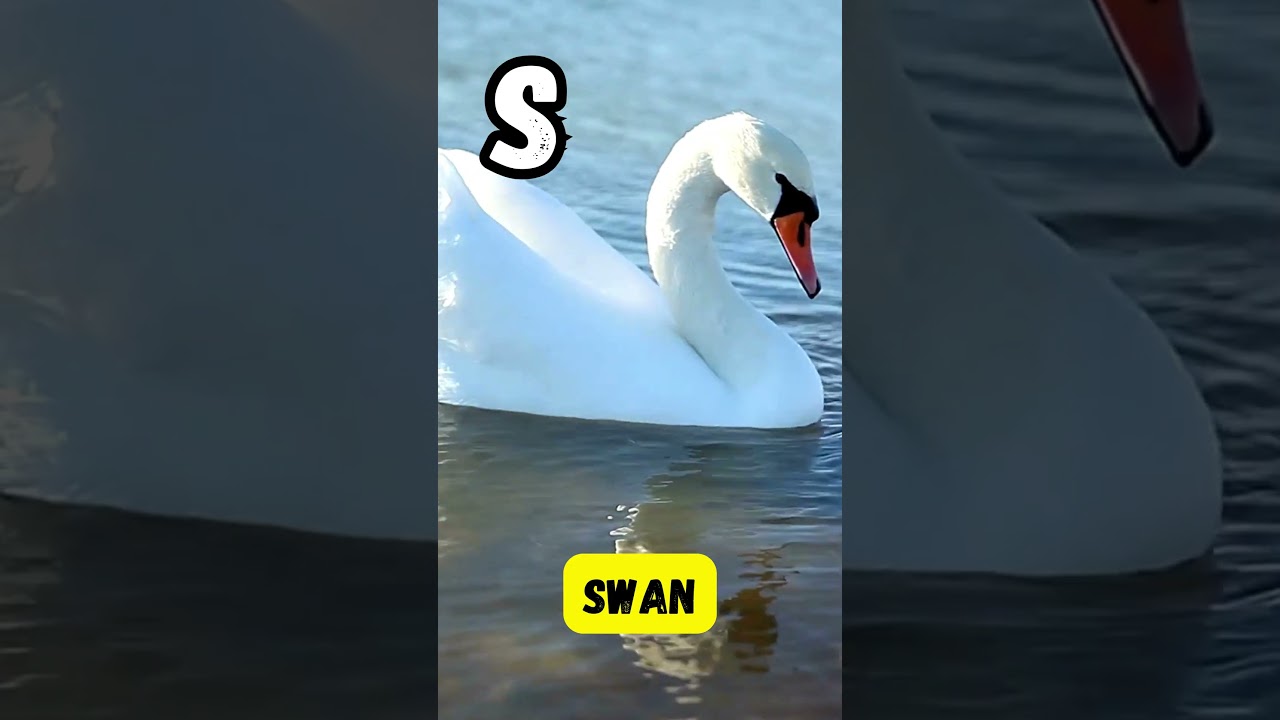 Riverside Rhymes | ABC River Animal Short Song for Kids | 