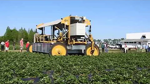 Strawberry Harvesting Robot Demonstration in Florida