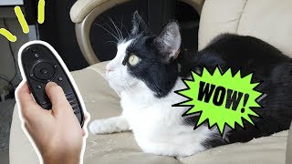 How To Entertain The Cat When You’re Out (a Live TV for Him) by CatPusic Shorts 311,326 views 5 years ago 1 minute, 36 seconds