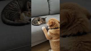 Puppy Just Wants To Join The Snuggle Squad