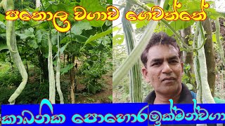 කාබනික පතොල වගාව ගෙවත්තේ/ patola wagawa kabanika ikmanwaga