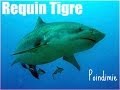Grillade de requin tigre      lareuniontv