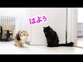 【しゃべる猫】猫に日本語で挨拶する猫【しおちゃん】