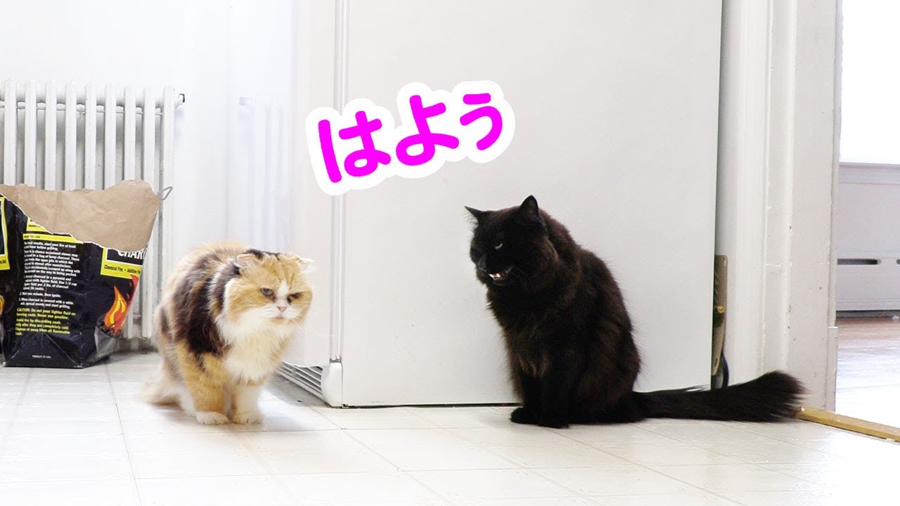 しゃべる猫 猫に日本語で挨拶する猫 しおちゃん Live2newsまとめ しゃべる猫 猫に日本語で挨拶する猫 しおちゃん Live2newsまとめ