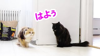 [Talking cat] A cat greeting a cat in Japanese [THEOCHAN]
