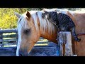 Horse And Cat Are Best Friends Compilation