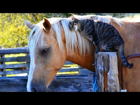 horse-and-cat-are-best-friends-compilation