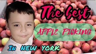 MASSIVE FLOODING OF APPLES | UNBEATABLE AND THE BEST APPLE PICKING ADVENTURE IN SYRACUSE NEW YORK