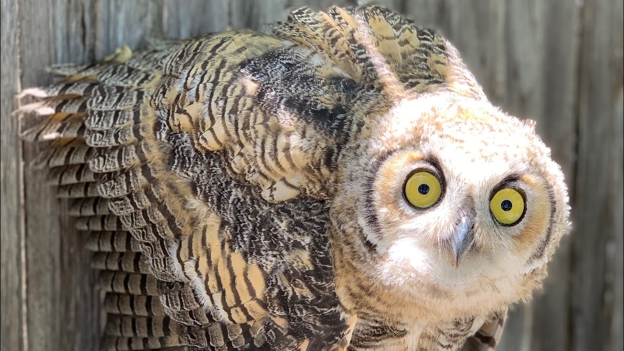 Baby Great Horned Owl Fell From Nest YouTube