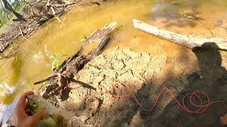 Newman Bottom Whitebass Spawn season 2024 ep4 #whitebass #fishingfishing #fishing #câucá #cauca by Trantuong49 393 views 1 month ago 18 minutes