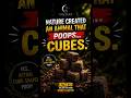 Nature Created an Animal That Poops CUBES 🤯