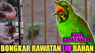 RAWATAN CUCAK IJO BAHAN OMBYOKAN, PASTI BUNYI DAN CEPET GACOR