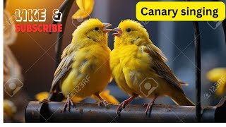 Top Canary Singer | how to tame a canary | birds singing