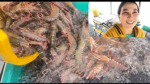 Quê Hương Vlog - Tôm sú ,Đặc Sản Quê Em Cà Mau(Tiger prawns, a specialty of my hometown Ca Mau)