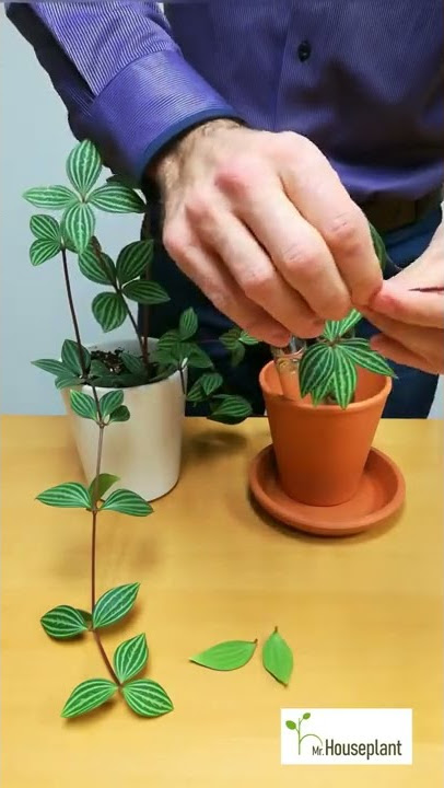 How to Propagate Peperomia Puteolata? (My Proven Method)