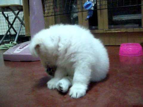 Spitz Mix Maltese Cute Puppy Youtube