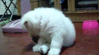 Spitz Mix Maltese Cute Puppy Youtube