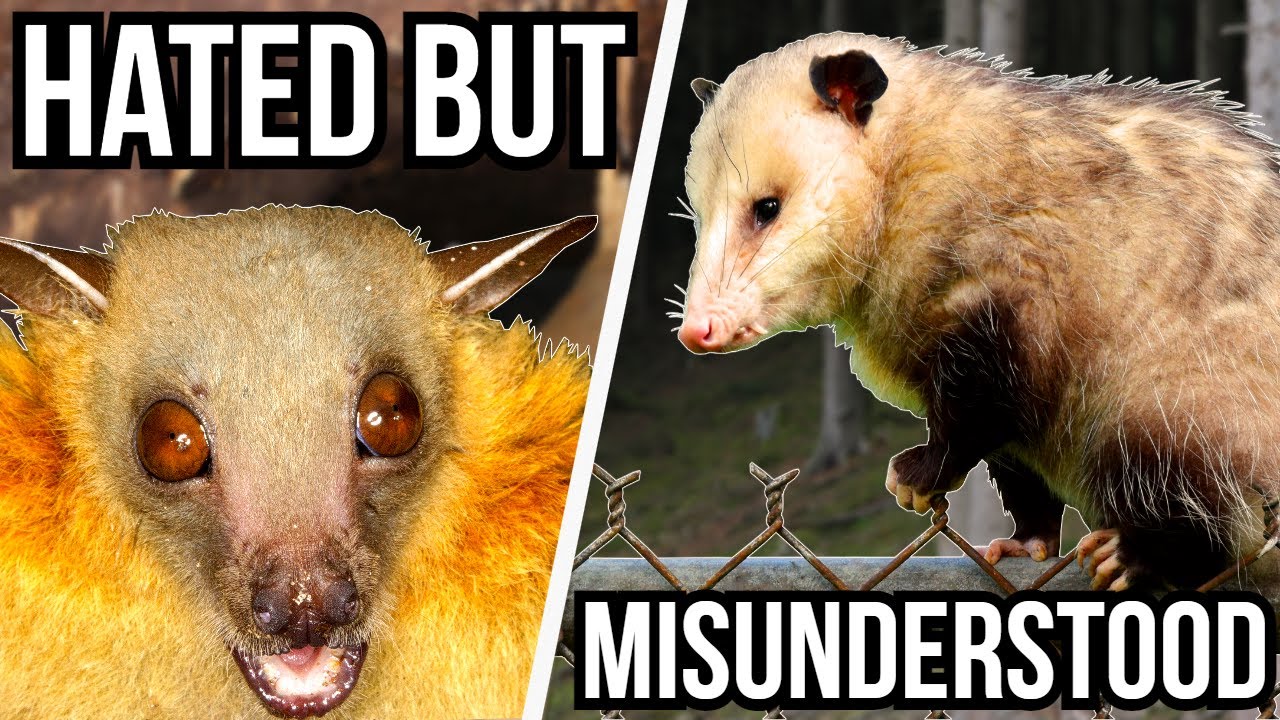 4 Hated Animals That Are Misunderstood - YouTube