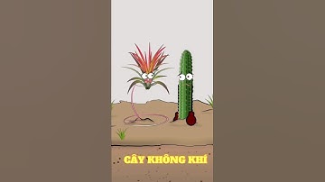 FUNNY VIDEO - BẠN ĐANG LÀM TÔI C.H.Ế.T NGẠT THÌ CÓ... #funny #thegioidongvat #dongvat #shorts