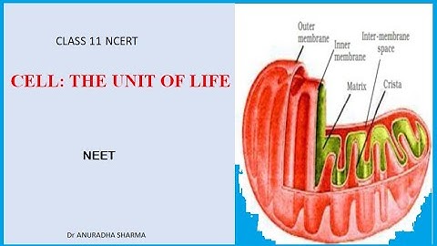 CELL THE UNIT OF LIFE I CLASS 11 NCERT I NEET2021- 2022I Dr ANURADHA SHARMA