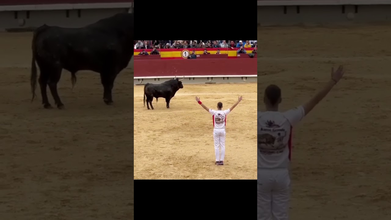 Pertunjukan banteng matador 