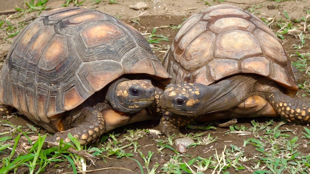 When you meet a male and female tortoise for the first time