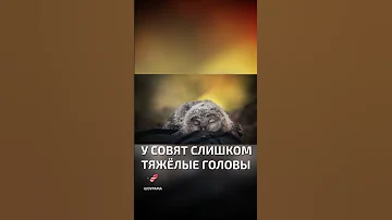 🦉 💤 Как спят совята  - интересные факты о птицах