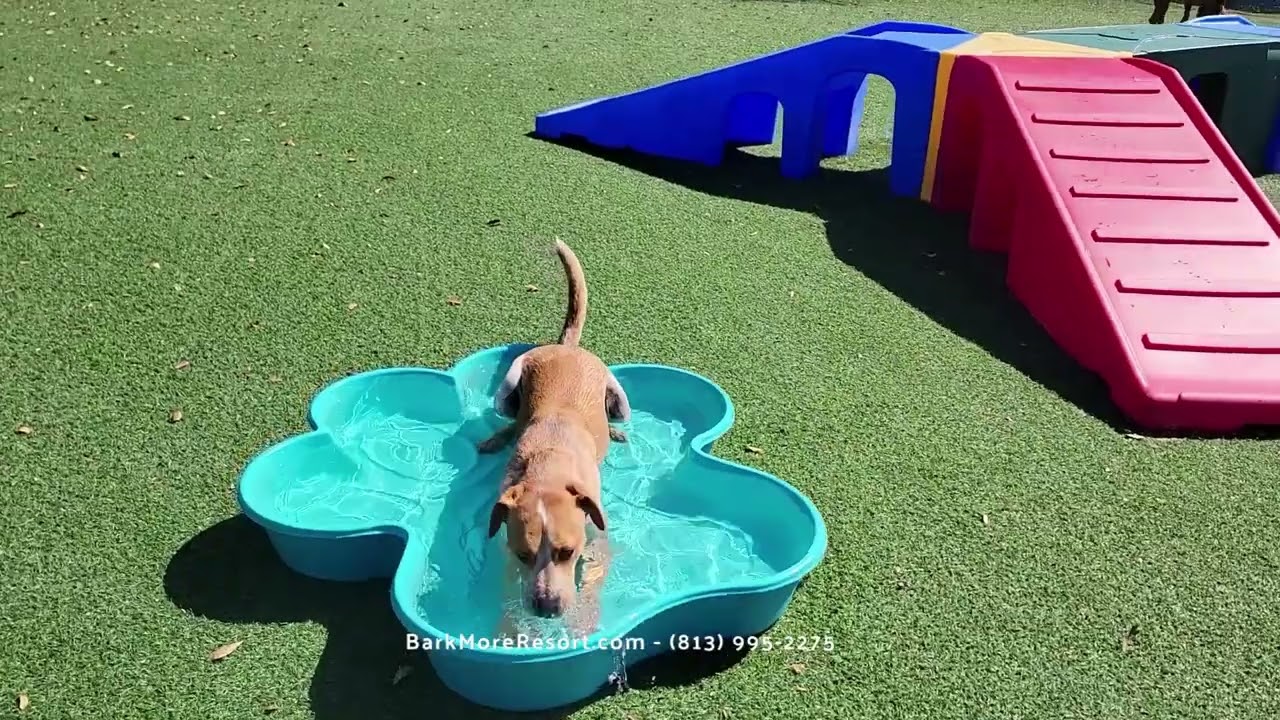 Dog Grooming Stay And Play Pet Resort Ocala Pet Boarding And Day