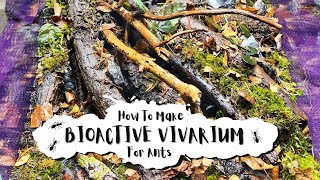 How To Make A Bioactive Terrarium | How To Keep An Ant Colony | Camponotus Ligniperda | Episode 2