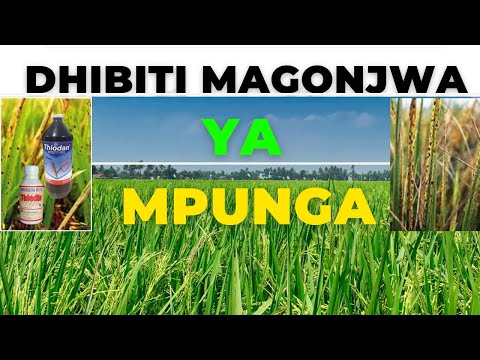 Video: Magonjwa Na Wadudu Wa Honeysuckle (picha 38): Njia Za Kutibu Honeysuckle Na Honeysuckle Ya Chakula. Jinsi Ya Kuzichakata Baada Ya Mavuno Kwa Upinzani Wa Magonjwa?