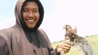 REAL❗CARA MENANGKAP BURUNG ALAP-ALAP CASTREL. #burungelang #alapalap #alambebas #videoyoutube