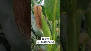 농사일기 #옥수수 #옥수수밭