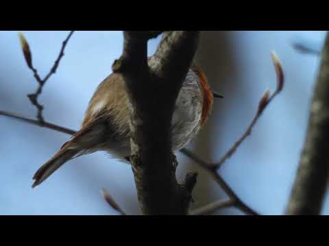 გულწითელა - Robin - Erythacus rubecula