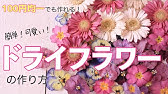 カーネーション 押し花の作り方 電子レンジ アイロン 電気押し花機 押し板 Youtube カーネーション 押し花の作り方 電子レンジ アイロン 電気押し花機 押し板 Youtube