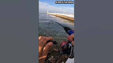 Đi giật cá xệ cả vai ở cái cống thoát nước mưa ra biển #shortvideo #fishing