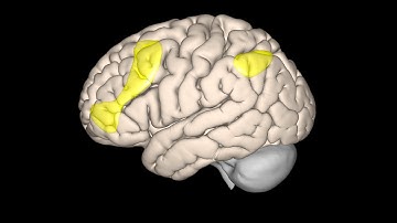 Functional connectivity of the Frontoparietal Network (FPN)