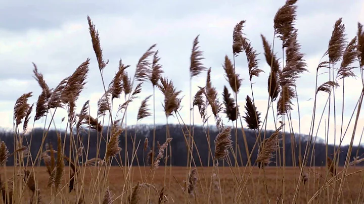 Victoria Floyd Cinematography & Colorist Reel 2015