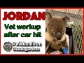 Jordan koala - Vet Visit after car hit