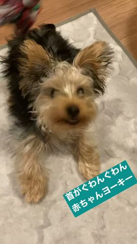 Chisuke Channel Yorkshire Terrier Youtube