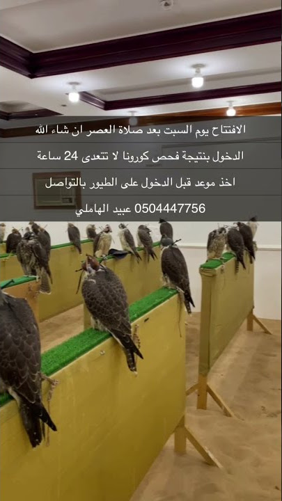 إعلان عرض طيور #زعل_فالكون