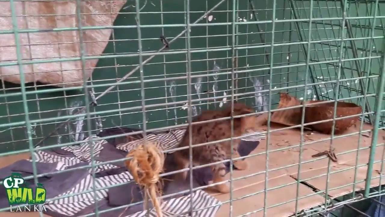 baby rusty spotted cat