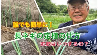 【EM自然農法】長ネギの定植〜誰でも簡単に植えられます〜