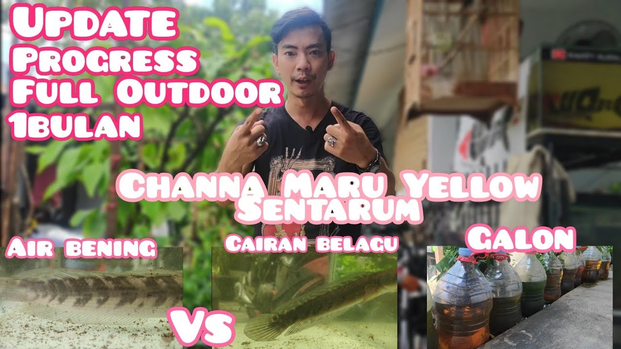 Update Progress Channa Maru Full Outdoor di Galon --- Cairan Belagu Vs Air Bening