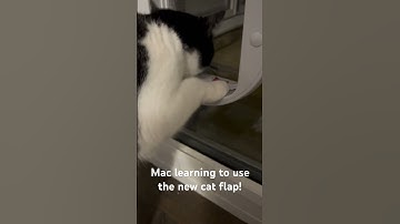 Mac learning to use the new cat flap! #cat #cuteanimals #cute #catlover #clever #cats #catshorts