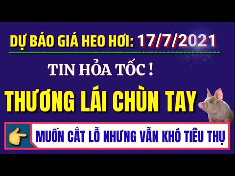 Dự báo giá heo hơi hôm nay ngày 17/7/2021 - Tin hỏa tốc thương lái chùn tay Dự báo giá heo hơi hôm nay ngày 17/7/2021 - Tin hỏa tốc thương lái chùn tay
