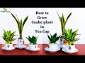 Snake plants Growing in Water & Soil-Snake plant Decoration-Snake plants Leaf Decor//GREEN PLANTS