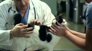 vectra for cats instructions