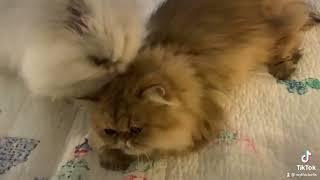 22 09 22 Persian Kitties Krakatoa and Maisie by Mythicbells 1,088 views 1 year ago 12 seconds