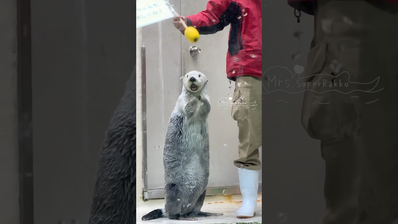 旗持ちご挨拶より、おじさんと手を繋ぎたいメイちゃん #鳥羽水族館 #ラッコ #seaotter