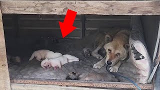 Son dernier souhait n’était pas pour elle-même… mais pour sauver ses chiots nouveau-nés sans défense